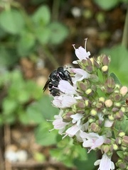 Megachile campanulae