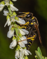 Aphilanthops frigidus