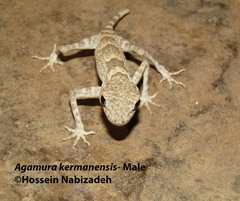 Agamura kermanensis