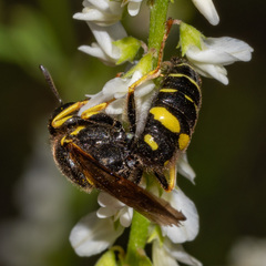 Aphilanthops frigidus