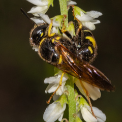 Aphilanthops frigidus