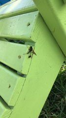 Sceliphron caementarium