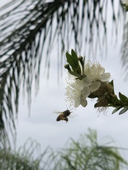Apis mellifera