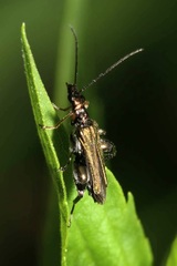 Oedemera flavipes