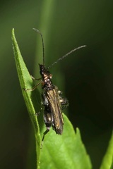 Oedemera flavipes