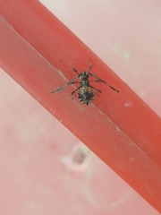 Coreus marginatus