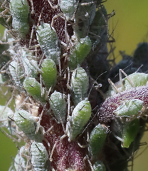 Macrosiphum albifrons
