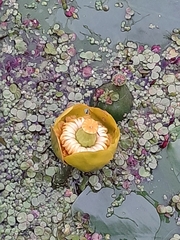 Nuphar lutea