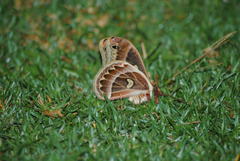 Epiphora kipengerensis