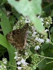 Erynnis horatius