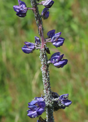 Macrosiphum albifrons