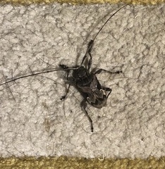 Lagocheirus araneiformis