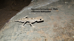 Agamura kermanensis