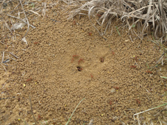 Pogonomyrmex comanche