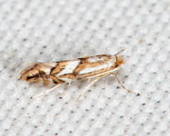 Phyllonorycter propinquinella