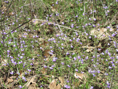 Collinsia violacea