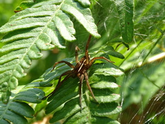 Dolomedes striatus