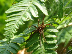 Dolomedes striatus