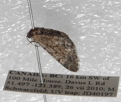 Eupithecia borealis