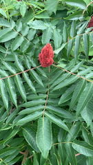Rhus typhina