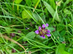 Prunella vulgaris