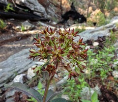 Asclepias hypoleuca