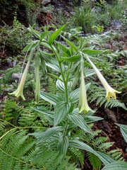 Lithospermum macromeria