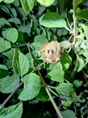 Polypedates maculatus