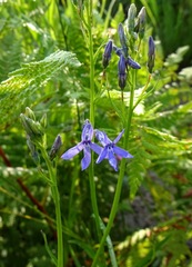 Lobelia anatina