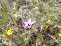 Leptosiphon ambiguus