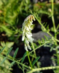 Vicia pulchella