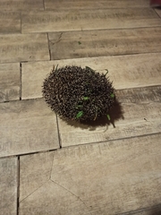 Erinaceus roumanicus