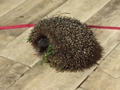 Erinaceus roumanicus