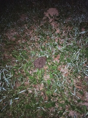 Erinaceus roumanicus