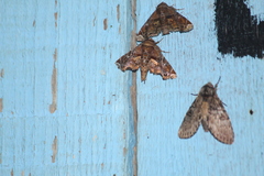 Agrius cingulata