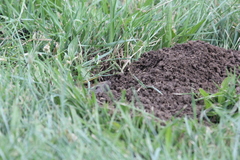 Thomomys talpoides