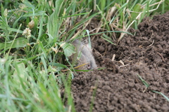 Thomomys talpoides