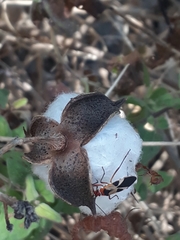Dysdercus mimus