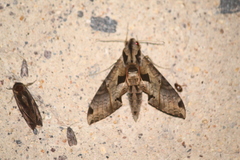Eumorpha satellitia