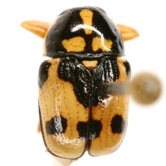 Griburius scutellaris