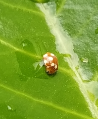 Vibidia duodecimguttata