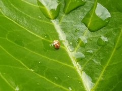 Vibidia duodecimguttata