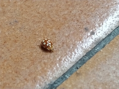 Vibidia duodecimguttata