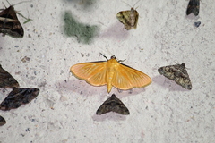 Phostria citrinalis