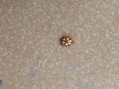 Vibidia duodecimguttata