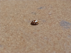 Vibidia duodecimguttata