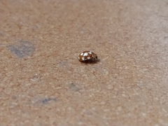 Vibidia duodecimguttata