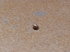 Vibidia duodecimguttata