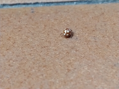 Vibidia duodecimguttata