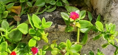 Image of Mesembryanthemum cordifolium